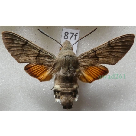 Macroglossum stellatarum (Linnaeus, 1758) Fruczak gołąbek Czech87f